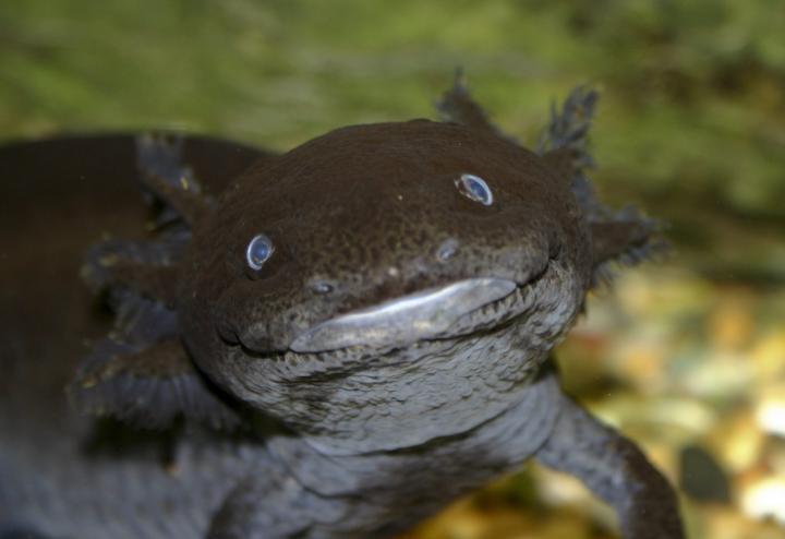 Salamandra Ambystoma y la combinación de genes varios macho para asegurar la calidad genética