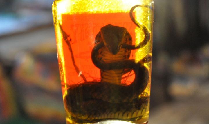 botella serpiente venenosa dentro