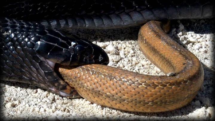 Serpiente deleitándose comiendo un jugoso manjar 