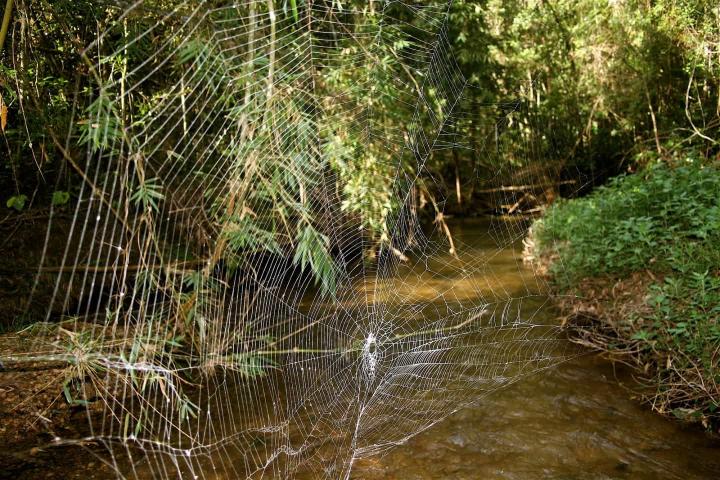 Telaraña de una Caerostris Darwin