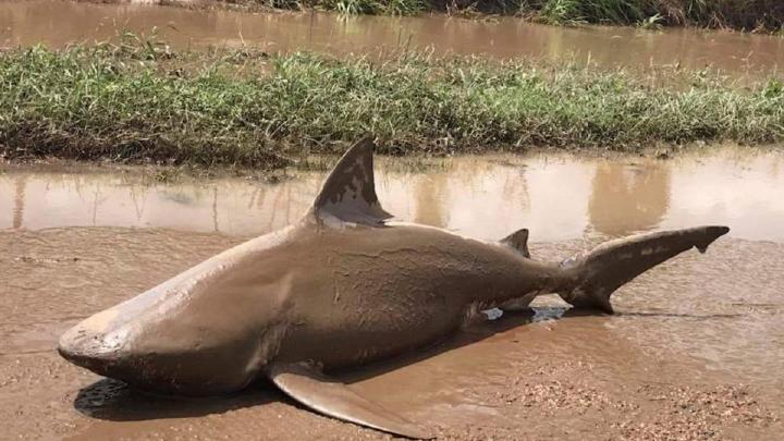 Un tiburón aparece 10km tierra adentro por efecto de un ciclón