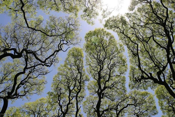 Timidez botánica observada en algunos árboles