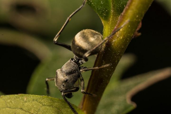 Toxeus Magnus araña