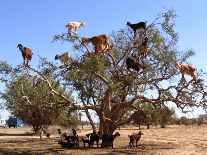 Cabras tan tranquilas comiendo en el árbol