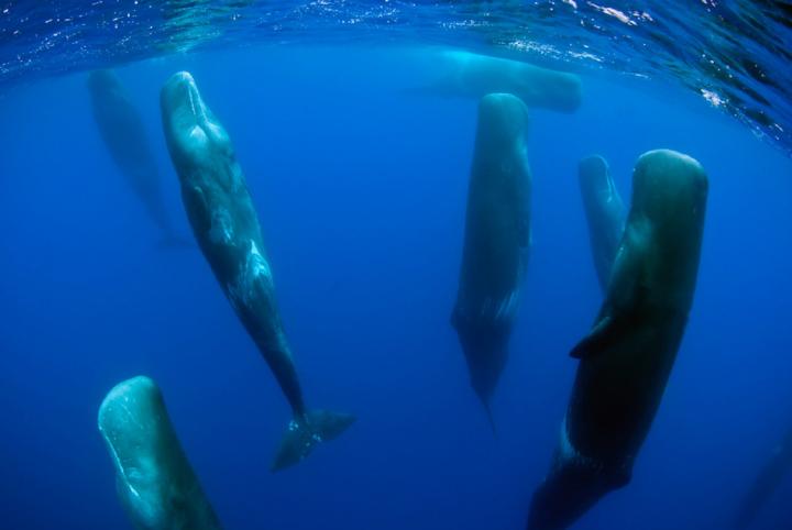 Ballenas durmiendo en posición vertical