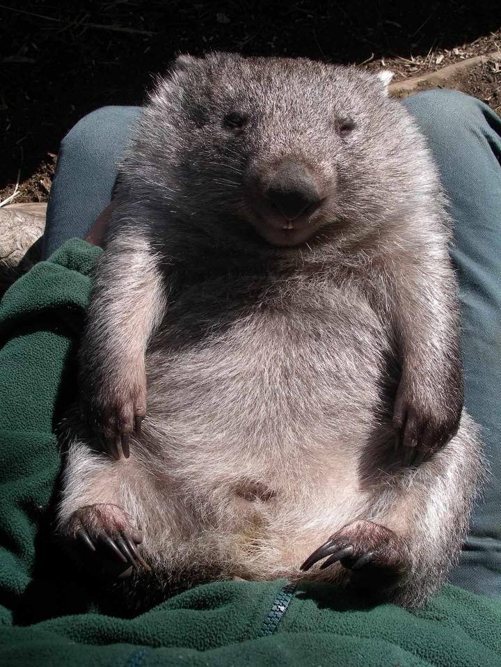 Wombat relaxing